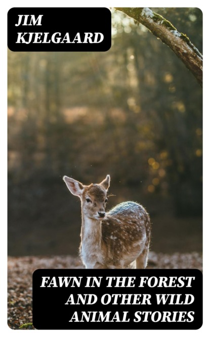 Fawn in the Forest and Other Wild Animal Stories