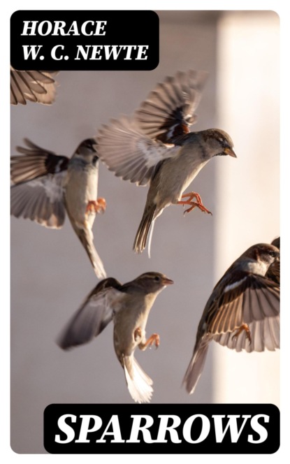 Sparrows