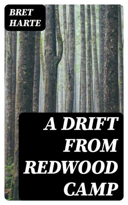 A Drift from Redwood Camp