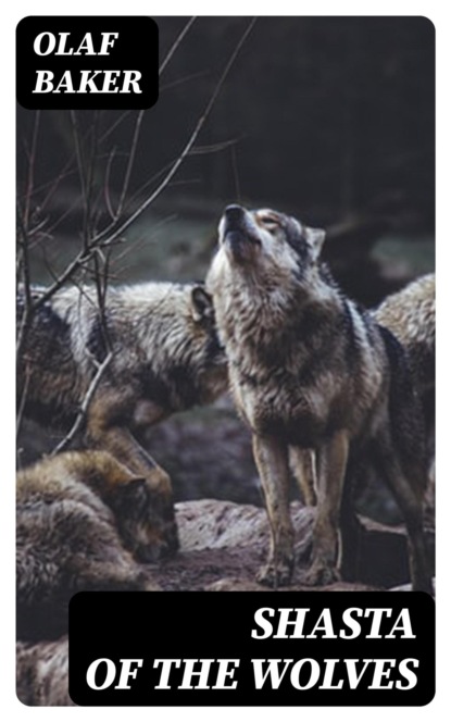 Shasta of the Wolves