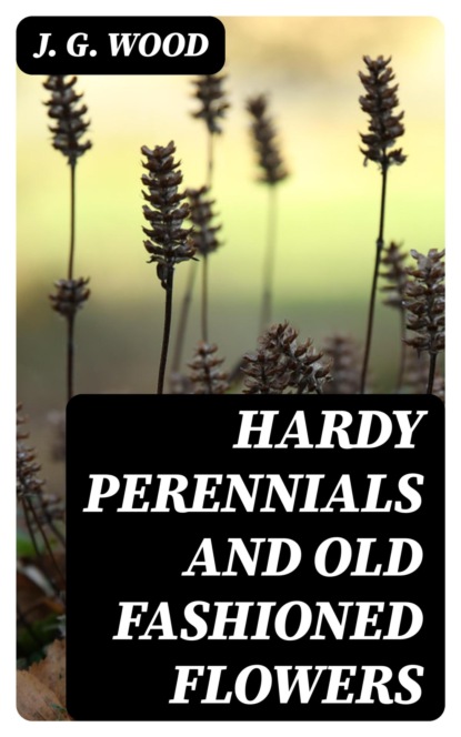 Hardy Perennials and Old Fashioned Flowers