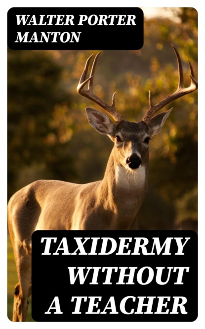 Taxidermy without a Teacher