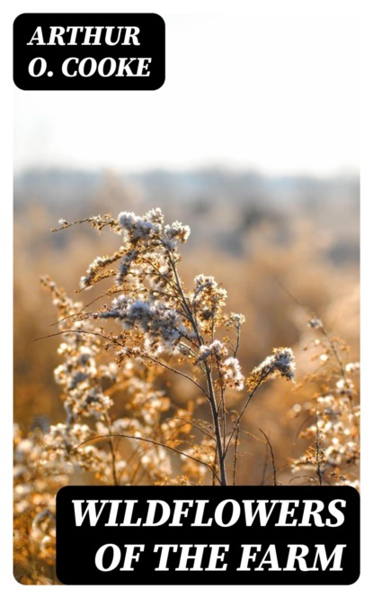 Wildflowers of the Farm
