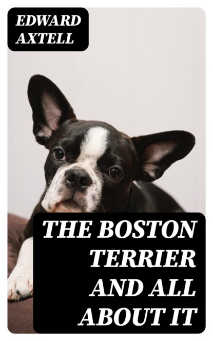 The Boston Terrier and All About It