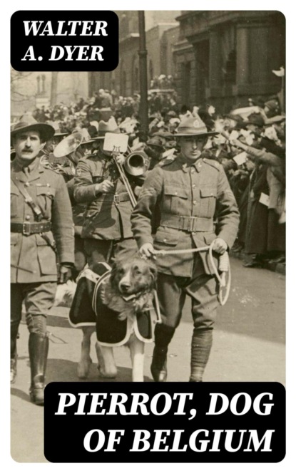 Pierrot, Dog of Belgium