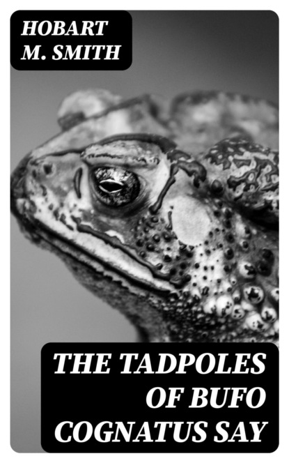 The Tadpoles of Bufo cognatus Say