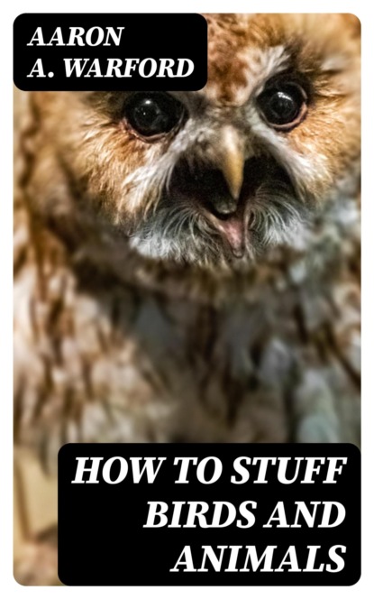 How to Stuff Birds and Animals