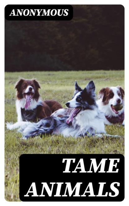 Tame Animals