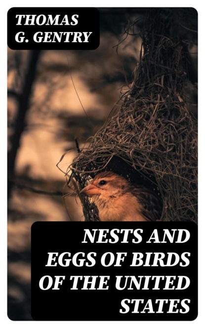 Nests and Eggs of Birds of the United States