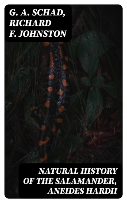 Natural History of the Salamander, Aneides hardii