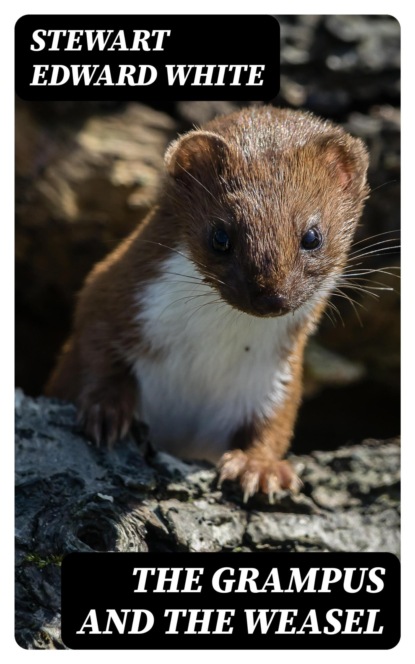 The Grampus and the Weasel