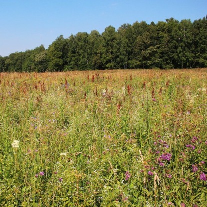 Осинник. Андрей Деев