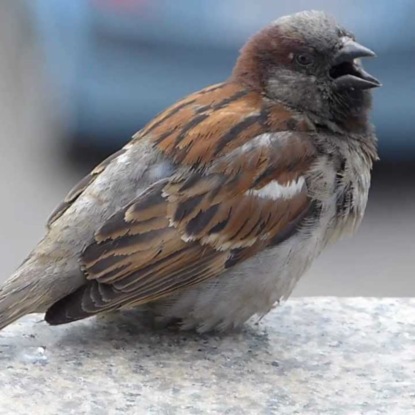 11 января / Как помочь птичкам зимой?