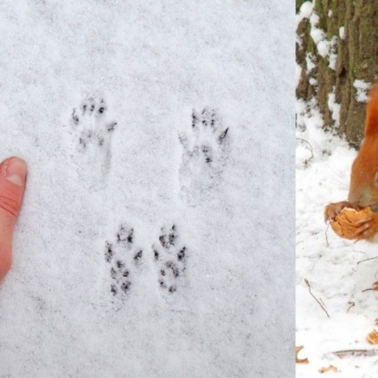 23 января /Чьи следы на снегу?