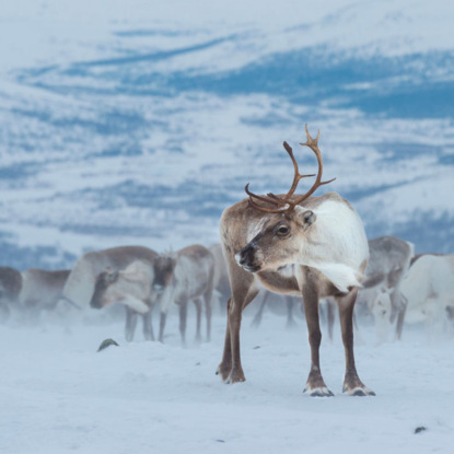 25 января /Какая шубка самая тёплая?