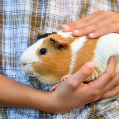 11 февраля /Как радуются морские свинки?