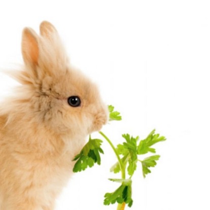 12 февраля /Любят ли кролики конфеты?