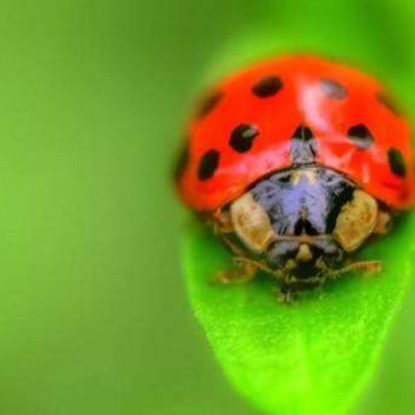 1 мая / Почему так назвали Божью коровку?