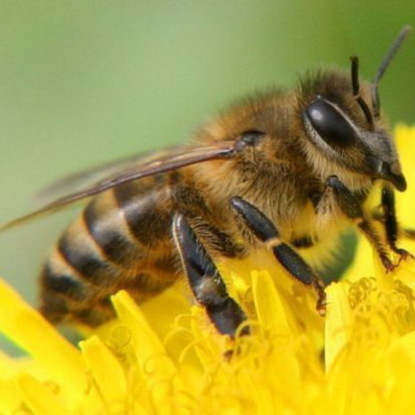 3 мая /  Зачем пчеле жало?