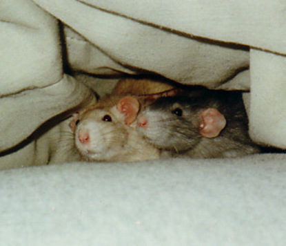 Крысиная телепатия. Грызунов научили читать мысли