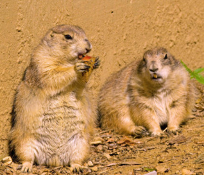 Учёные открыли способ подавлять чувство голода