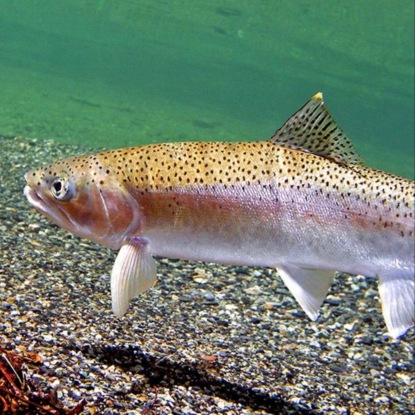 Сибирская форель