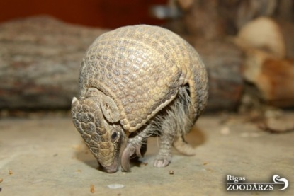 Редьярд Киплинг - "Рикки-Тикки-Тави". 2 часть. "Откуда взялись Броненосцы"