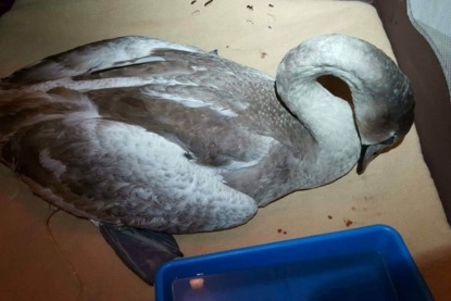 Ханс Кристиан Андерсен - "Дикие лебеди"