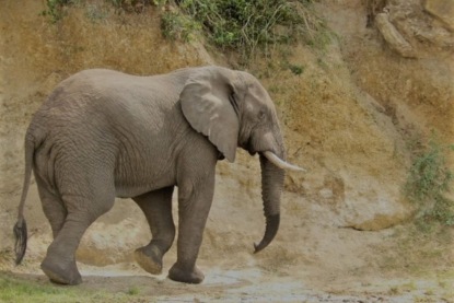 Редьярд Киплинг - "Слоненок"