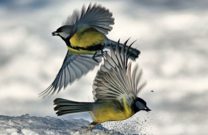 Виталий Бианки - "Синичкин календарь" и "Зимнее летечко"