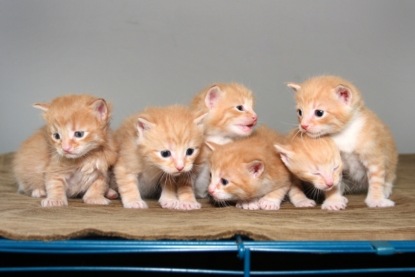 Виталий Бианки - сказки о зверях и звериные истории