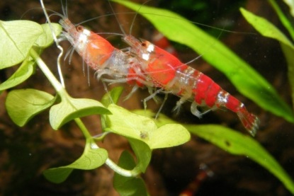 Креветки в домашнем аквариуме: и услада для глаз, и деликатес для стола