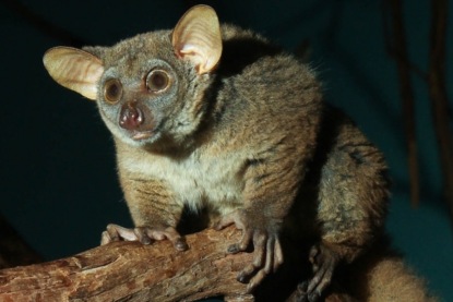 Там, на неведомых дорожках... Экзотические пополнения Рижского зоопарка