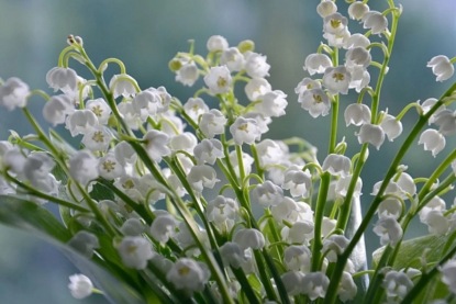 Красивые, но опасные. Рассказываем о ядовитых растениях Латвии