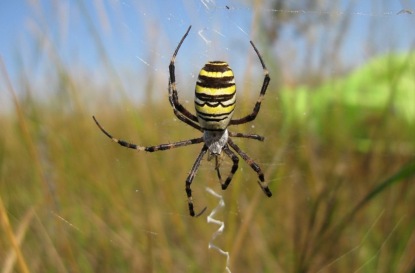 Пауки-осы в Латвии: любоваться или бояться?