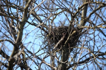 Прямая трансляция из гнезд птиц. Технологии и природа