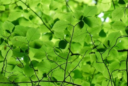 Прожорливые вредители и листва латвийских деревьев. Кто кого?