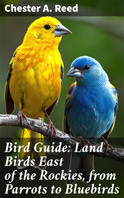Bird Guide: Land Birds East of the Rockies, from Parrots to Bluebirds