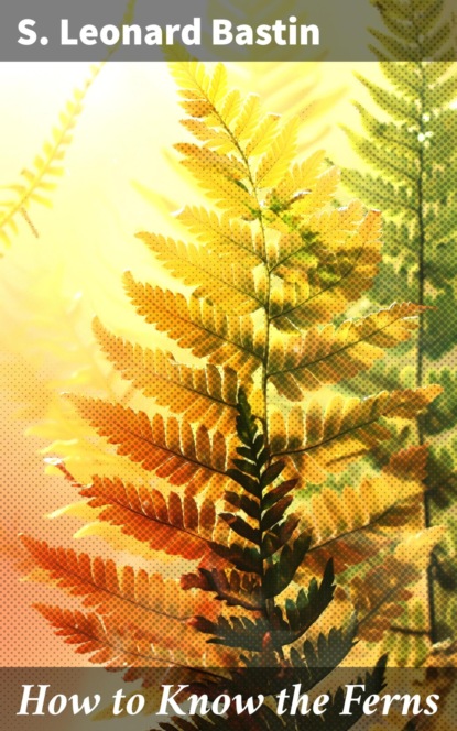 How to Know the Ferns