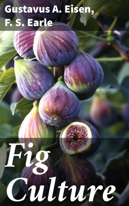 Fig Culture