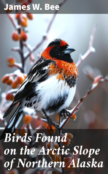 Birds Found on the Arctic Slope of Northern Alaska