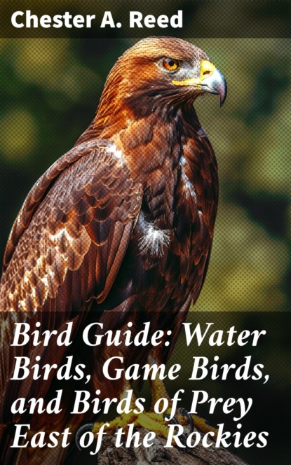 Bird Guide: Water Birds, Game Birds, and Birds of Prey East of the Rockies