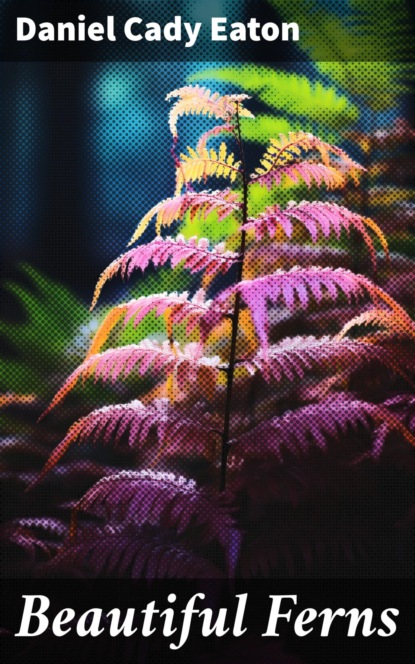 Beautiful Ferns