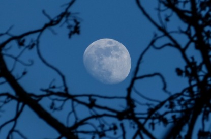 Ганс Христиан Андерсен "История года"