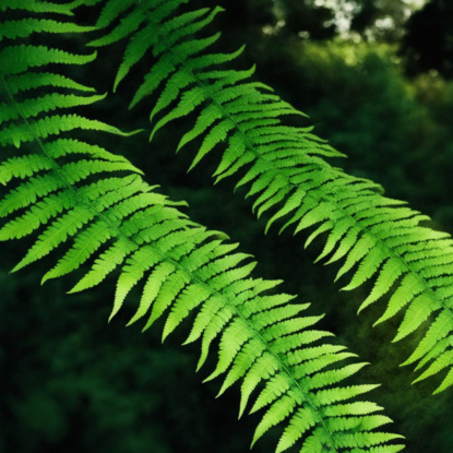 Папоротники-2