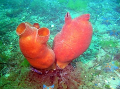 Миноги