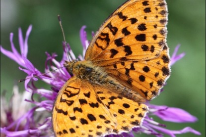 Андрей Платонов. "Разноцветная бабочка"