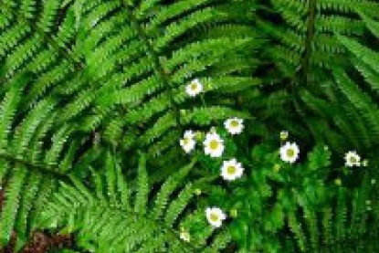 История праздника Лиго. Атрибутика Риги как Ганзейского города