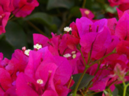 Урок для женщин. Мишлей 2. Общий смысл и принципы использования Книги Мишлей