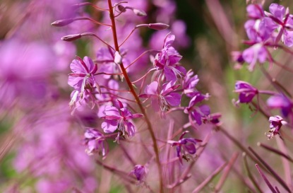 Знаток трав: Целебные растения растут везде, но собирать их можно только в чистых местах